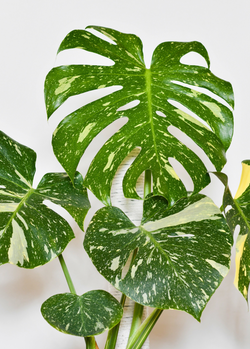 Monstera 'Thai Constellation' (Monstera deliciosa)