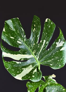 Monstera 'Thai Constellation' (Monstera deliciosa)