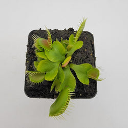 Venus flytrap (Dionaea muscipula) 'DC-XL'
