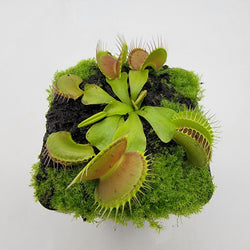Venus flytrap (Dionaea muscipula) "Dingley Giant"