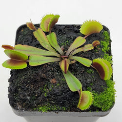 Venus flytrap (Dionaea muscipula)  "Midnight"