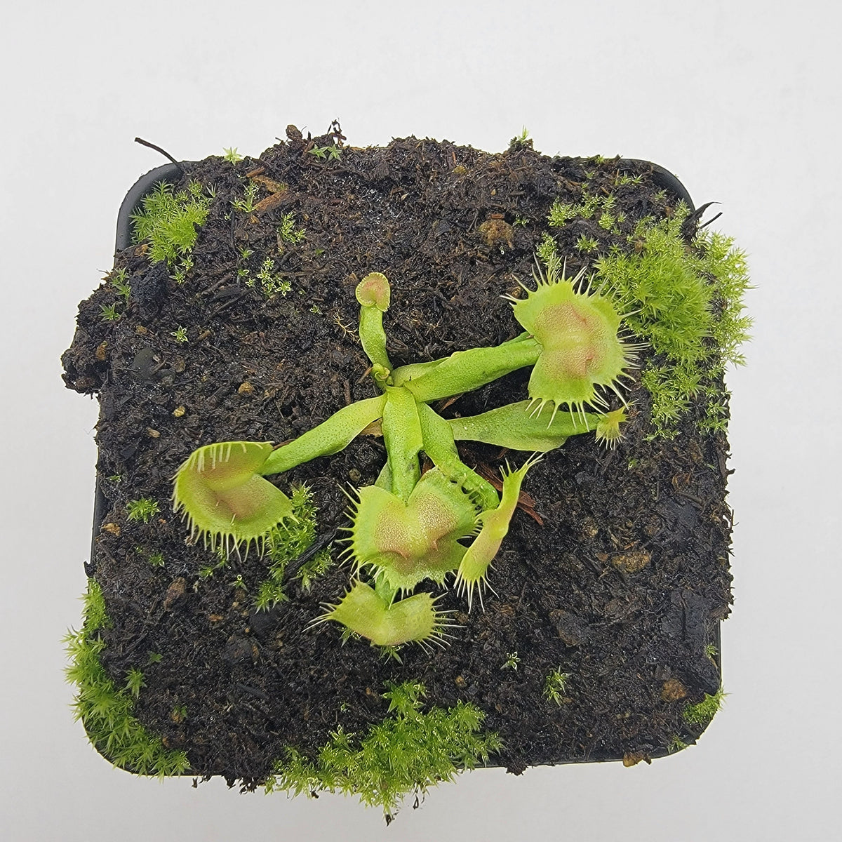 Venus flytrap (Dionaea muscipula) ‘Spiderman’