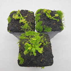 Venus flytrap (Dionaea muscipula) ‘Spiderman’