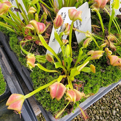 Venus flytrap (Dionaea muscipula) "Buttcheeks"