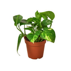 Golden Pothos in the Low-Light Plant Trio
