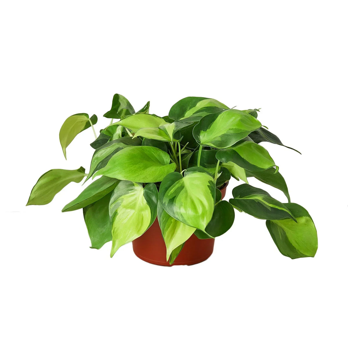 Philodendron Brasil in 4 inch nursery pot