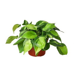 Philodendron Brasil in 4 inch nursery pot