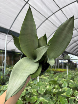 Snake Plant Moonshine foliar angle specimen