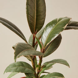Ficus Elastica Tineke variegated cream and emerald foliar detail