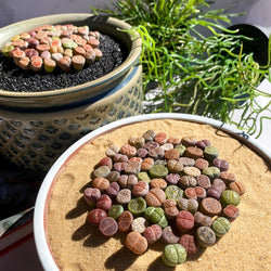 Boutique Small Lithops Random DIY Mix Rare Live Plants