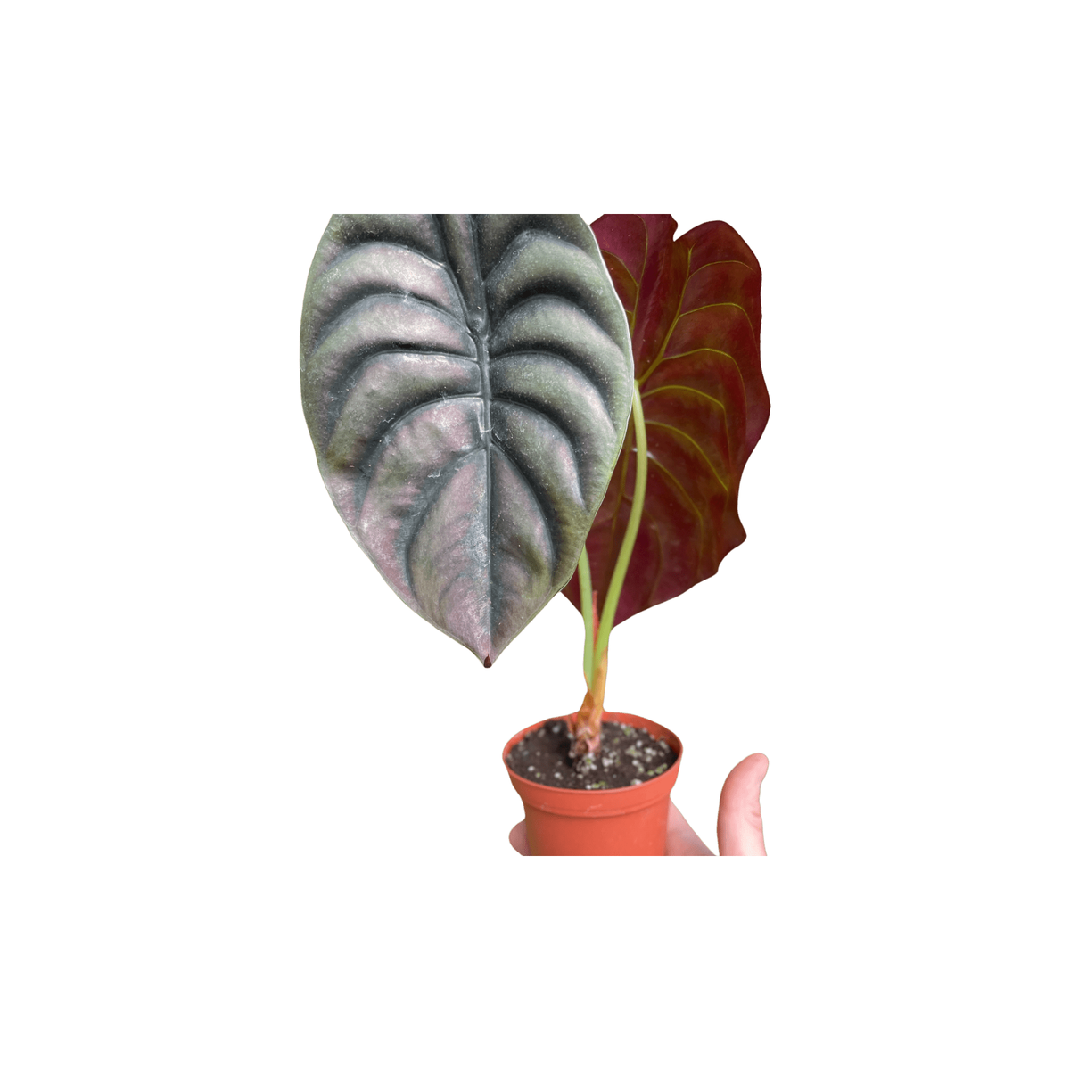 Alocasia 'Red Secret' (Alocasia cuprea)