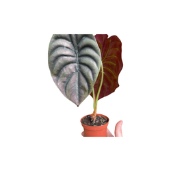 Alocasia 'Red Secret' (Alocasia cuprea)