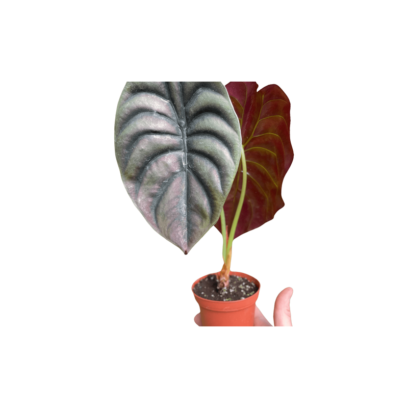 Alocasia 'Red Secret' (Alocasia cuprea)