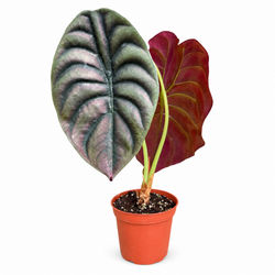 Alocasia 'Red Secret' (Alocasia cuprea)