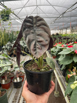 Alocasia 'Red Secret' (Alocasia cuprea)
