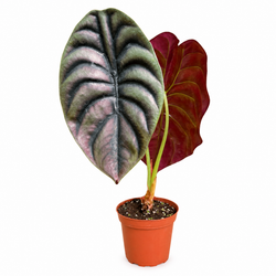 Alocasia 'Red Secret' (Alocasia cuprea)