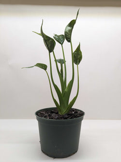 Alocasia 'Tiny Dancer'