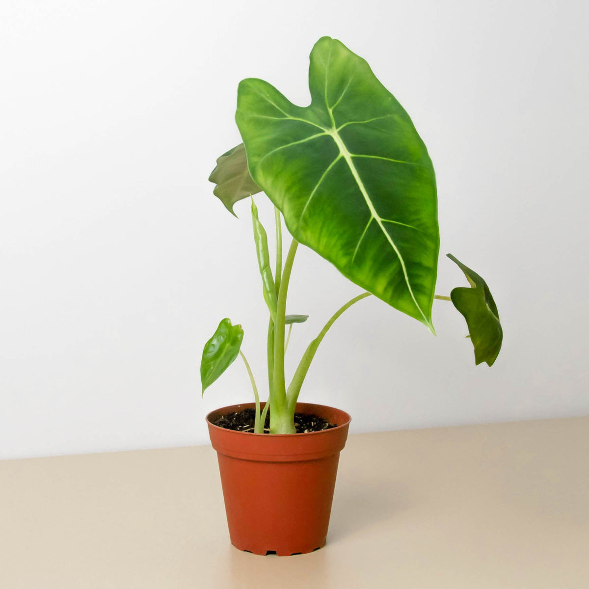 Alocasia Frydek (Green Velvet) in 4 inch nursery grow pot on neutral background