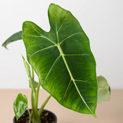 Alocasia Frydek velvety leaf texture and crisp white vein detail