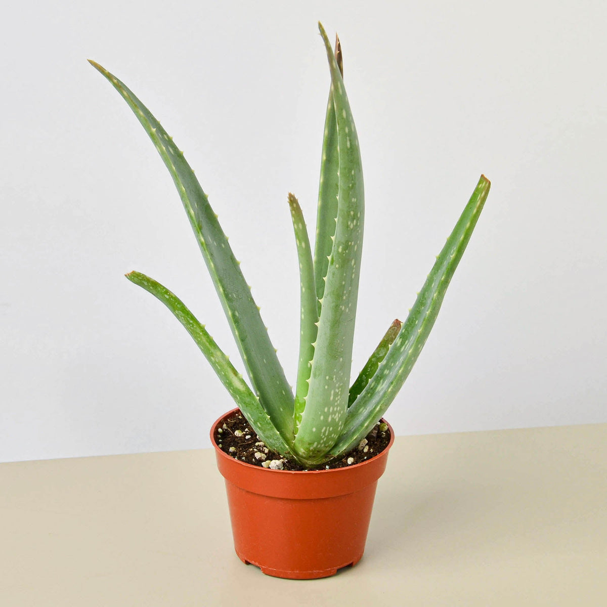 Aloe Vera Plant (Aloe barbadensis Miller) in nursery pot on clean white background