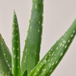 Aloe Vera succulent foliage detail