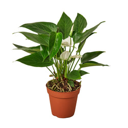 White anthurium in a 4 inch nursery pot