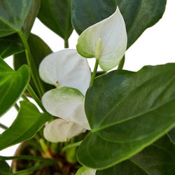 Close-up of white anthurium blooms
