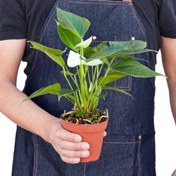 Hands holding a white anthurium