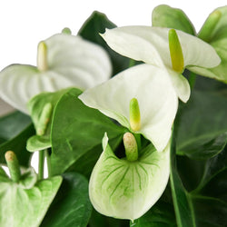 Close-up of white anthurium spathes