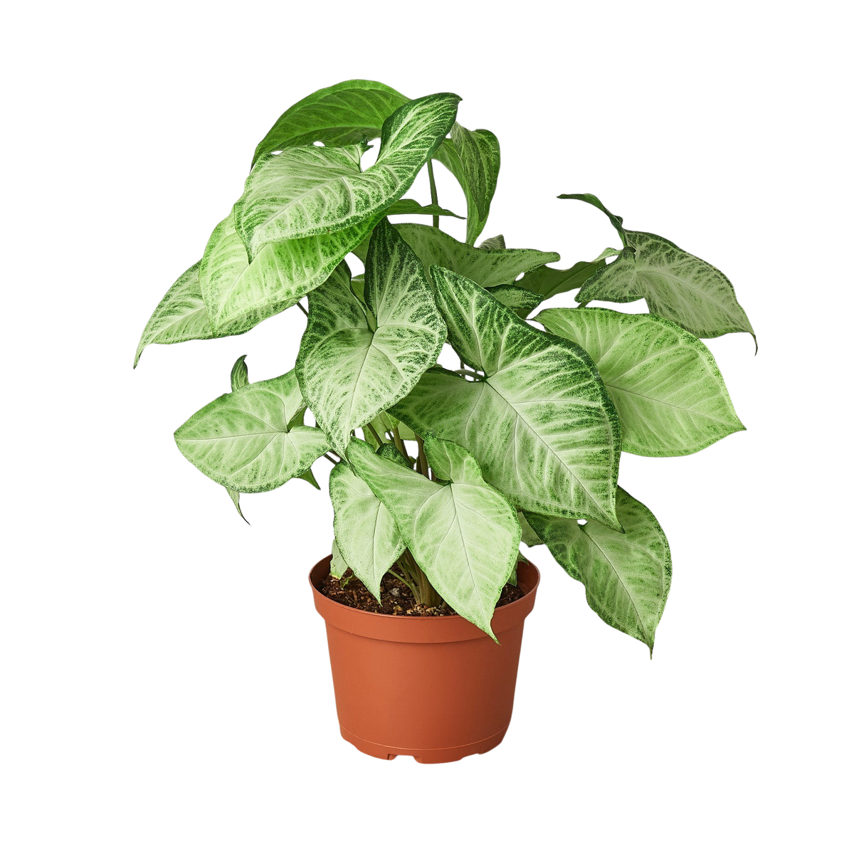 6 inch arrowhead plant White Butterfly