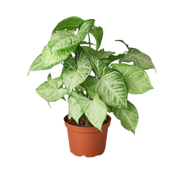 6 inch arrowhead plant White Butterfly