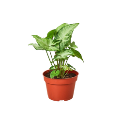 4 inch arrowhead plant White Butterfly