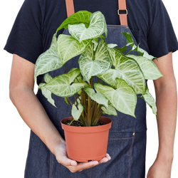 Person holding a 6 inch arrowhead plant