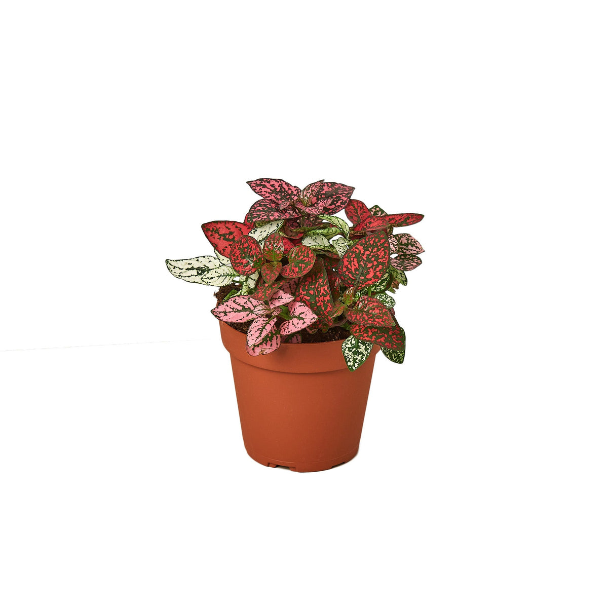 Polka Dot Plant (Hypoestes phyllostachya) photo 1