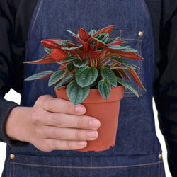 Peperomia Rosso top view - Palma