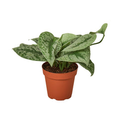 Scindapsus Pictus Exotica in 6 inch nursery pot
