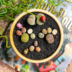 Boutique Small Lithops Random DIY Mix Rare Live Plants