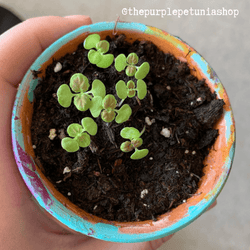 Black Dragon Coleus Seeds