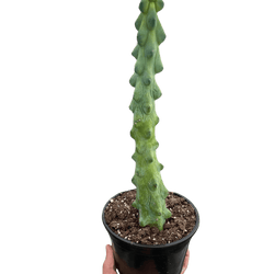 Boobie Cactus (Myrtillocactus geometrizans)