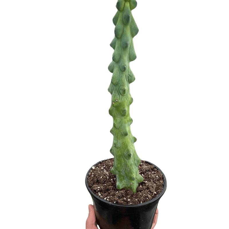Boobie Cactus (Myrtillocactus geometrizans)