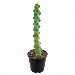 Boobie Cactus (Myrtillocactus geometrizans)