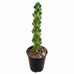 Boobie Cactus (Myrtillocactus geometrizans)