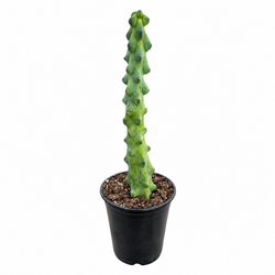 Boobie Cactus (Myrtillocactus geometrizans)