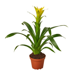 Yellow Guzmania bromeliad in a 4 inch pot