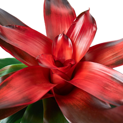 Close-up of the red center of a Neoregelia Medusa