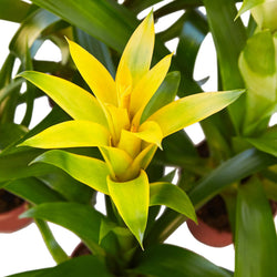 Close-up of a yellow Guzmania bract