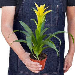 Hands holding a yellow Guzmania bromeliad