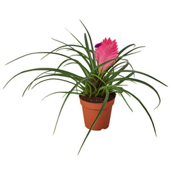 Pink quill bromeliad in a 4 inch pot