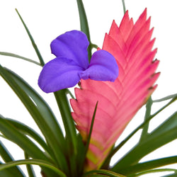 Close-up of a pink quill bract with a purple flower