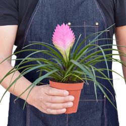 Hands holding a pink quill bromeliad